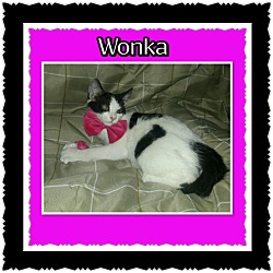 Thumbnail photo of Wonka #2
