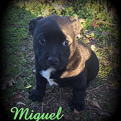 Thumbnail photo of Miguel #1
