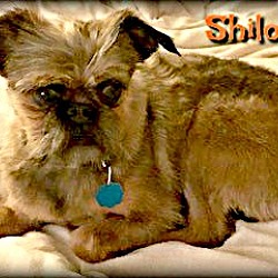 Thumbnail photo of SHILOH - Adopted #2