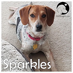 Photo of Sparkles