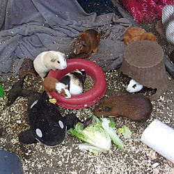 Thumbnail photo of Guinea Pigs-9M &10F) #1