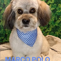 Thumbnail photo of Marco Polo #3