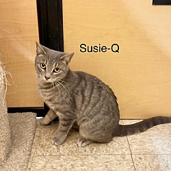 Thumbnail photo of Susie-Q #3