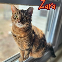 Thumbnail photo of Zara #4