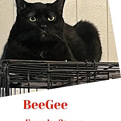 Photo of BeeGee