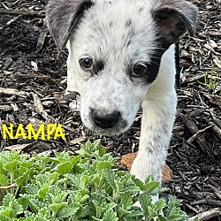 Thumbnail photo of NAMPA #3