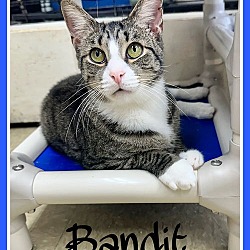 Thumbnail photo of Bandit, Willow Grove, PA (FCID# 04/04/24-114) #1