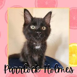 Thumbnail photo of Purrlock Holmes #2