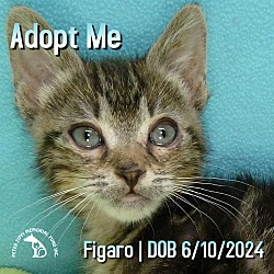 Thumbnail photo of Figaro #1