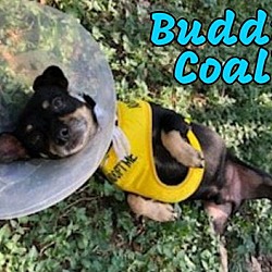 Thumbnail photo of Buddy Coal #4