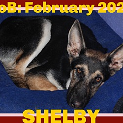 Thumbnail photo of SHELBY #1