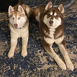 bonded pet photo