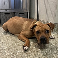 adopt a pet