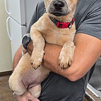 adopt a pet