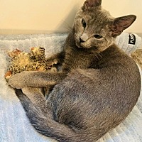 adopt a pet