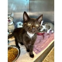 adopt-pet