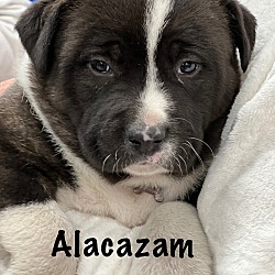 Photo of Alacazam