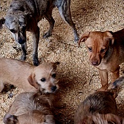 Thumbnail photo of Yorki Chi X Puppies #4