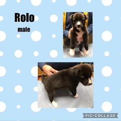 Thumbnail photo of Rolo #3