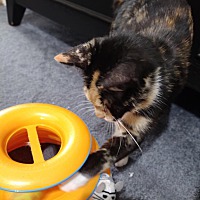 adopt a pet