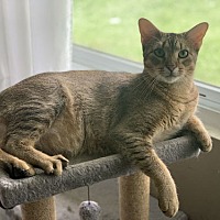 adopt a pet