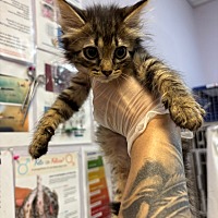 adopt a pet
