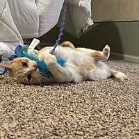adopt a pet