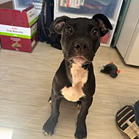 adopt a pet