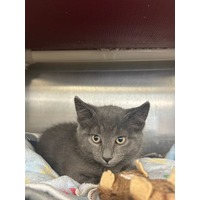 adopt-pet