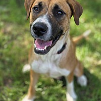adopt a pet
