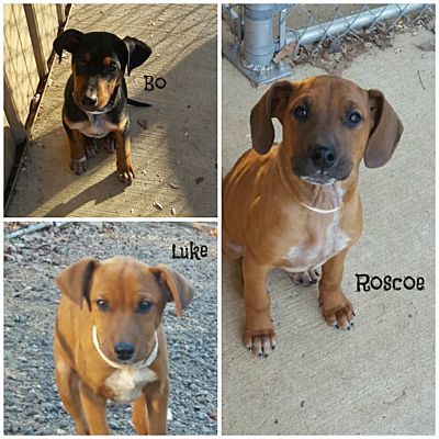 Doberman mix cheap puppy