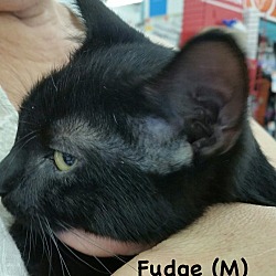 Thumbnail photo of Fudge #2