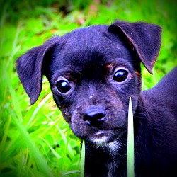 Thumbnail photo of Dinky ~adopted! #1