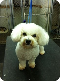 Richmond Ky Bichon Frise Meet Bindi A Pet For Adoption