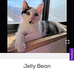 Thumbnail photo of Jelly Bean #1