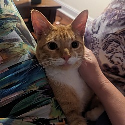 Photo of Orange Cat