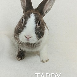 Photo of Taddy