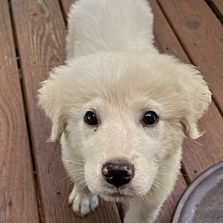 Thumbnail photo of Casper~adopted! #1