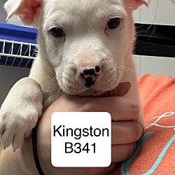 Photo of Kingston B341