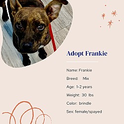 Thumbnail photo of Frankie #2