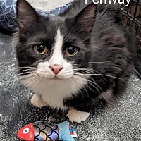 adopt a pet
