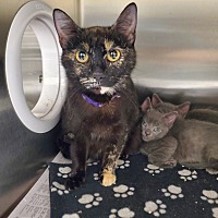 adopt a pet