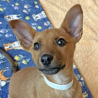 adopt a pet