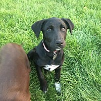 Ogden, UT - Boston Terrier Mix. Meet Rizzo a Dog for Adoption.