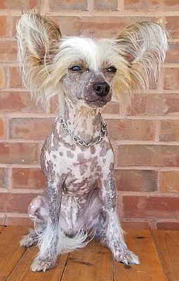 Chinese crested deals rescues