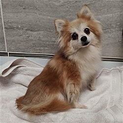 Photo of Almond