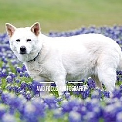 Thumbnail photo of Jinny Jinsook - DIAMOND DOG #2