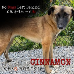 Thumbnail photo of Cinnamon 9524 #1