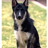 adopt-pet