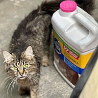 adopt a pet